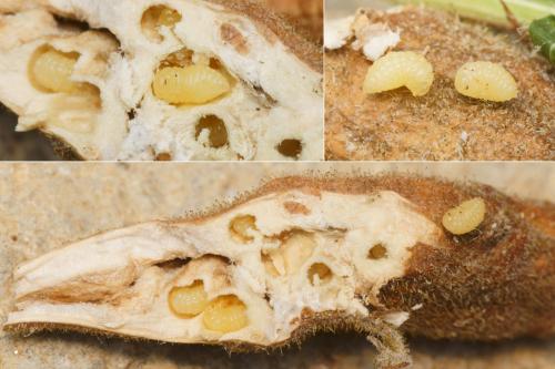 Aulacidea hieracii